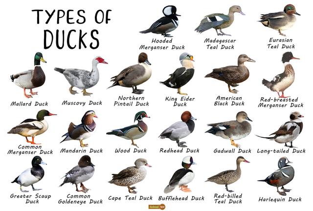 10. Exploring the Varied Tastes of Different Duck Breeds
