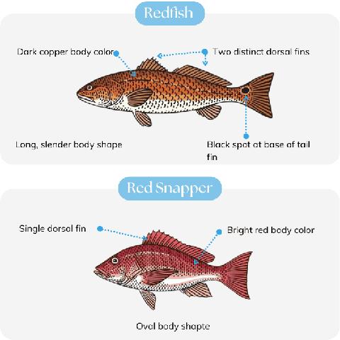 6. "Taste the Difference: How Does Snapper Compare to Other Fish Varieties?"
