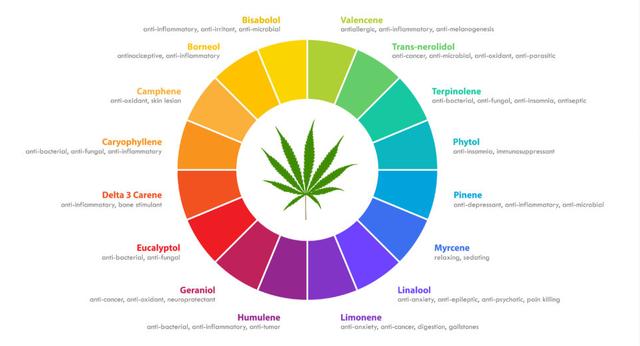 8. Terpenes and Taste: The Role of Aromatic Compounds in Defining Weed Flavors